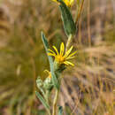 Sivun Pyrrocoma liatriformis Greene kuva