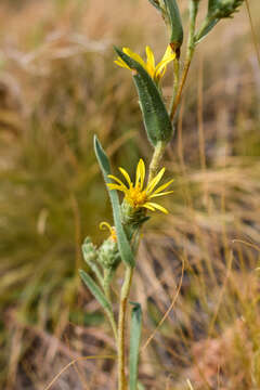 Image of smallhead goldenweed