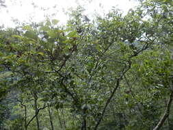 Image of Formosan alder