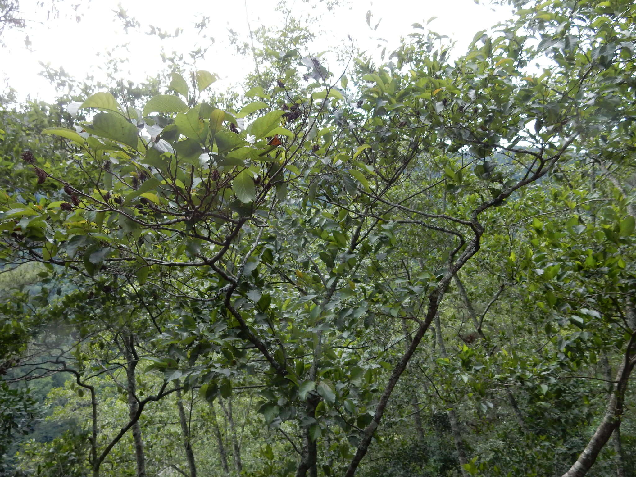 Image of Formosan alder