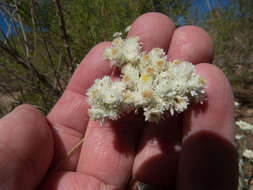 Слика од Pseudognaphalium leucocephalum (A. Gray) A. A. Anderberg