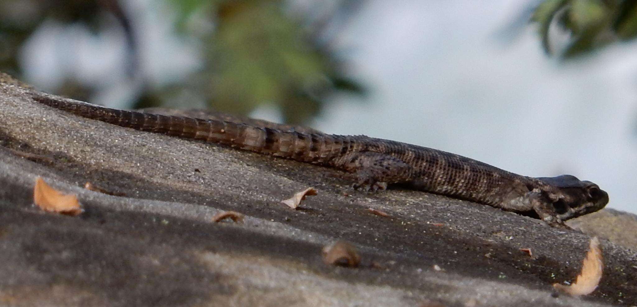 Image de Lézard des rochers du Drakensberg