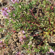 Imagem de Astragalus diaphanus Dougl. ex Hook.