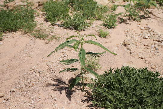 Imagem de Sesbania sphaerosperma Welw.