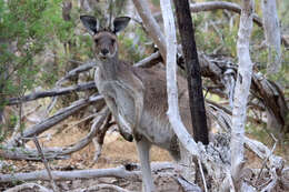 Macropus fuliginosus melanops Gould 1842 resmi