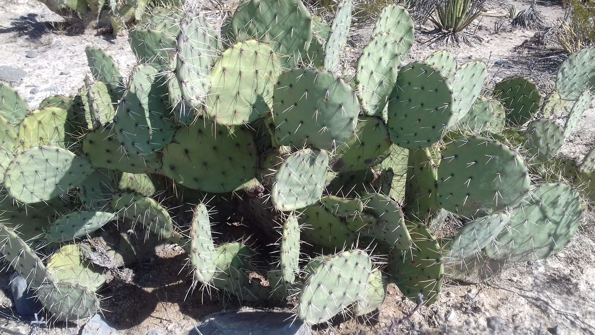 Image of Cactus-apple