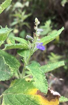 Imagem de Salvia cuspidata Ruiz & Pav.