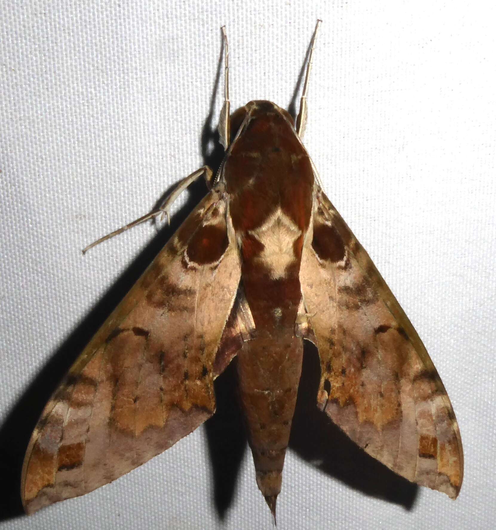 Image of Cechenena helops (Walker 1856)