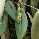 Image de Pleurothallis conicostigma Luer