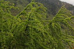 Image of Sikkim Larch