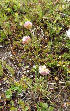 Image of Siberian sea thrift