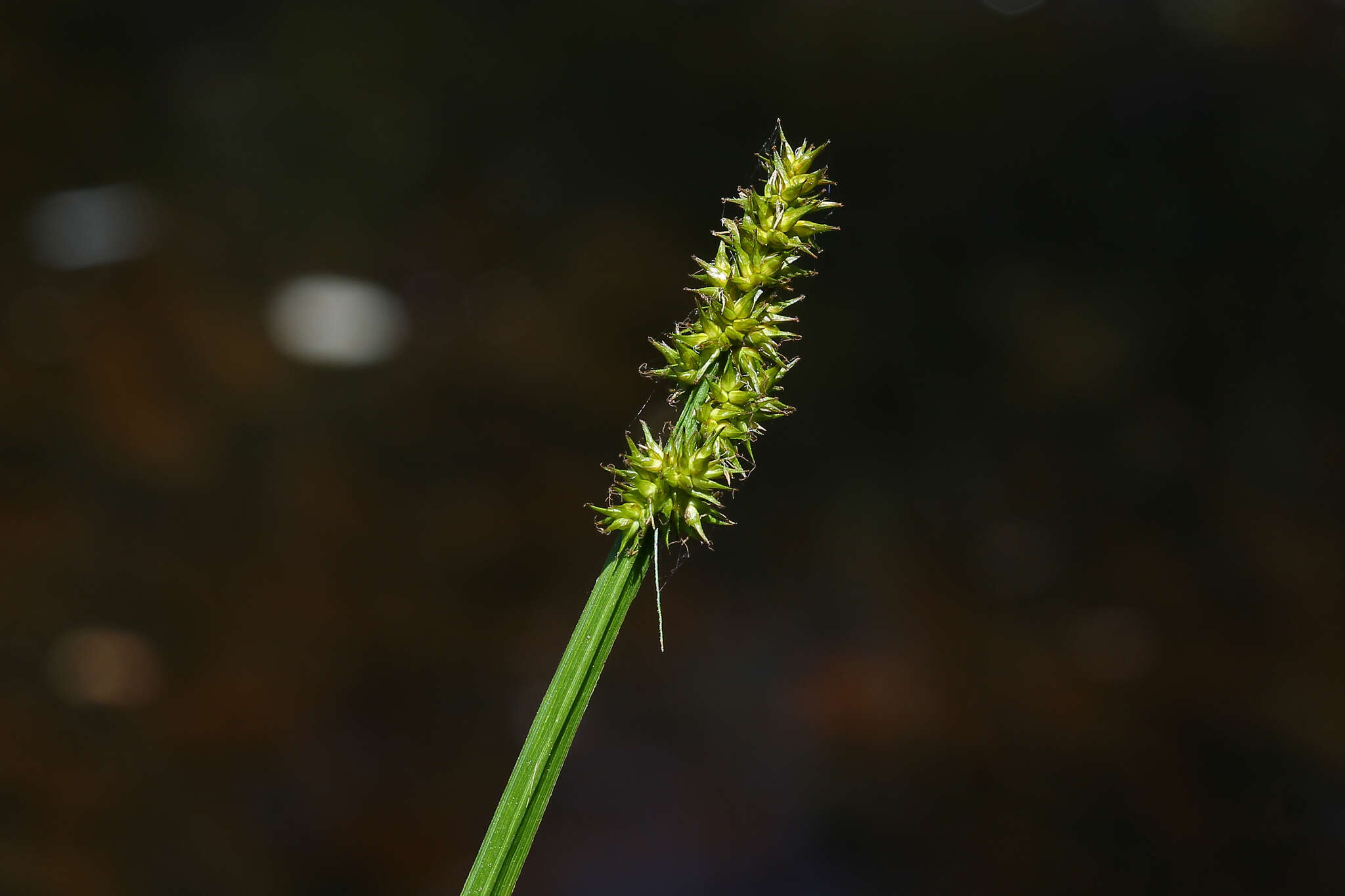 Imagem de Carex stipata Muhl. ex Willd.