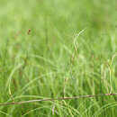 Image of Carex pseudocuraica F. Schmidt