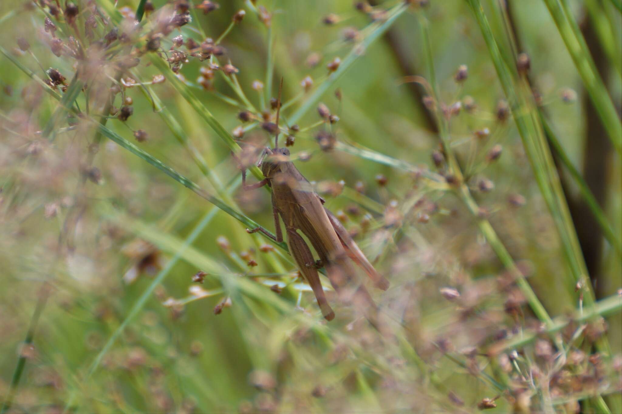 Image of Stenocatantops vitripennis (Sjöstedt 1920)