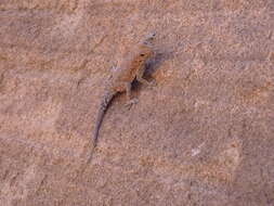 Image of Barnard’s Namib Day Gecko