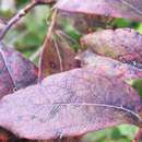 Image of Upland Highbush Blueberry