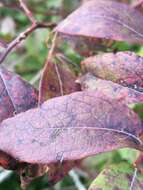 Image of Upland Highbush Blueberry