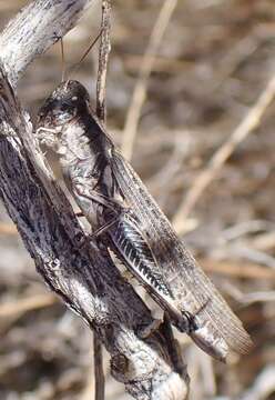 Image of Western Sagebrush Grasshopper