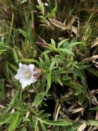 Image of Tripterospermum microphyllum H. Smith