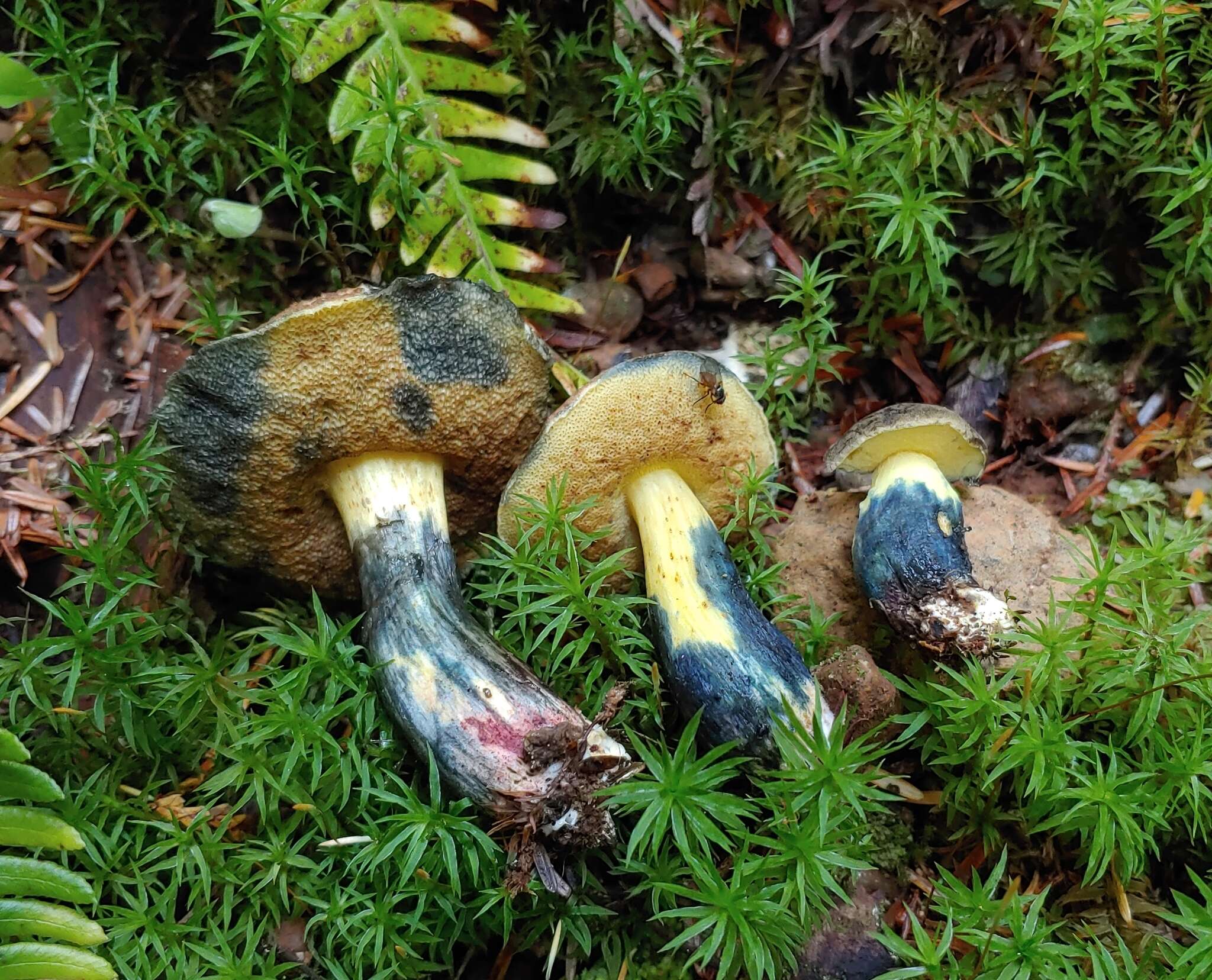 Image of Cyanoboletus rainisiae (Bessette & O. K. Mill.) Gelardi, Vizzini & Simonini 2014