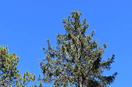 Image of Chihuahua Spruce