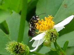 Image of Megachile disjuncta (Fabricius 1781)