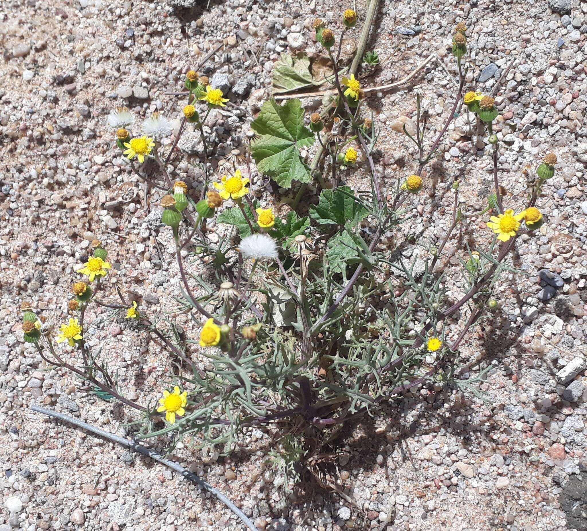 Plancia ëd Senecio glaucus L.