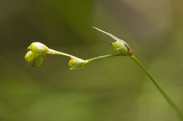 Image of softleaf sedge