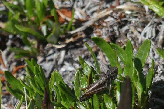 Aeropedellus clavatus (Thomas & C. 1873)的圖片