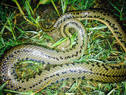 Image of Chinese Water Snake