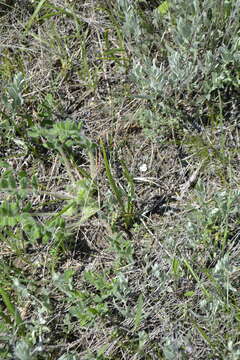 Image of Colchicum bulbocodium subsp. versicolor (Ker Gawl.) K. Perss.