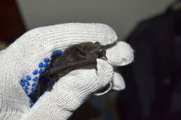 Image of Himalayan pipistrelle