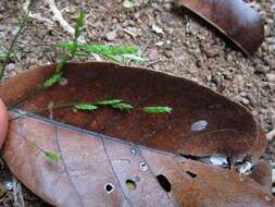 Plancia ëd Megastachya mucronata (Poir.) P. Beauv.