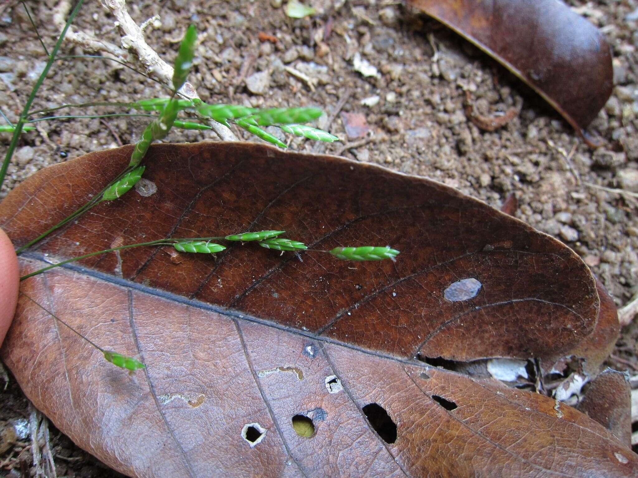 Слика од Megastachya mucronata (Poir.) P. Beauv.