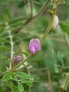 Tephrosia villosa (L.) Pers. resmi