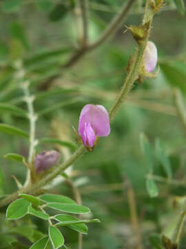 Tephrosia villosa (L.) Pers.的圖片