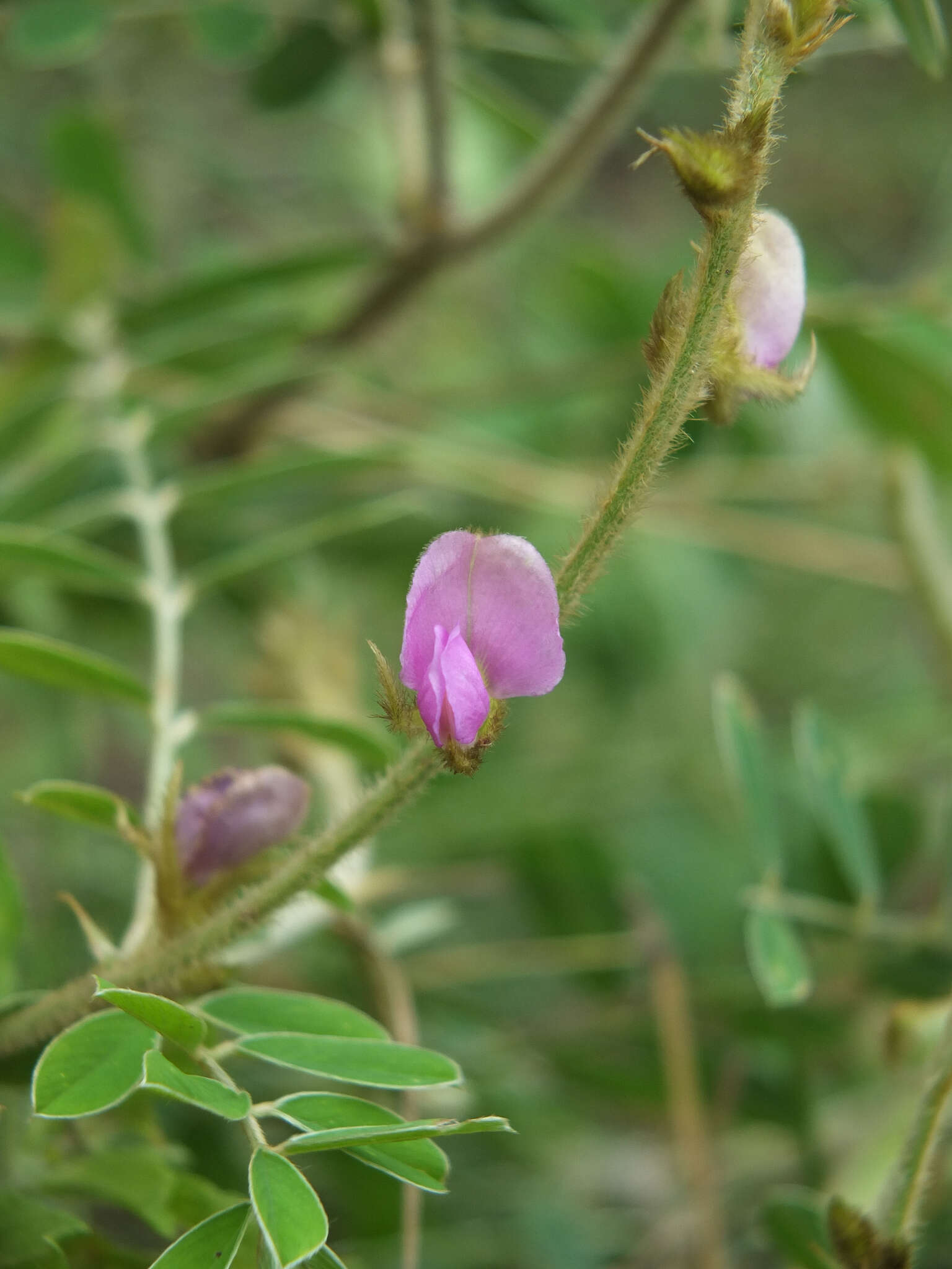 Tephrosia villosa (L.) Pers. resmi