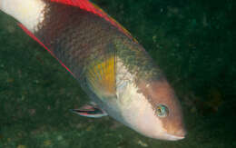 Image of Crimson banded wrasse