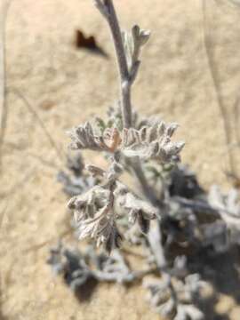 Artemisia ledebouriana Bess. resmi