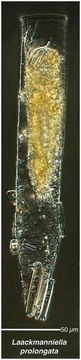Image of <i>Laackmanniella prolongata</i>