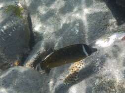 Image of Golden Butterflyfish