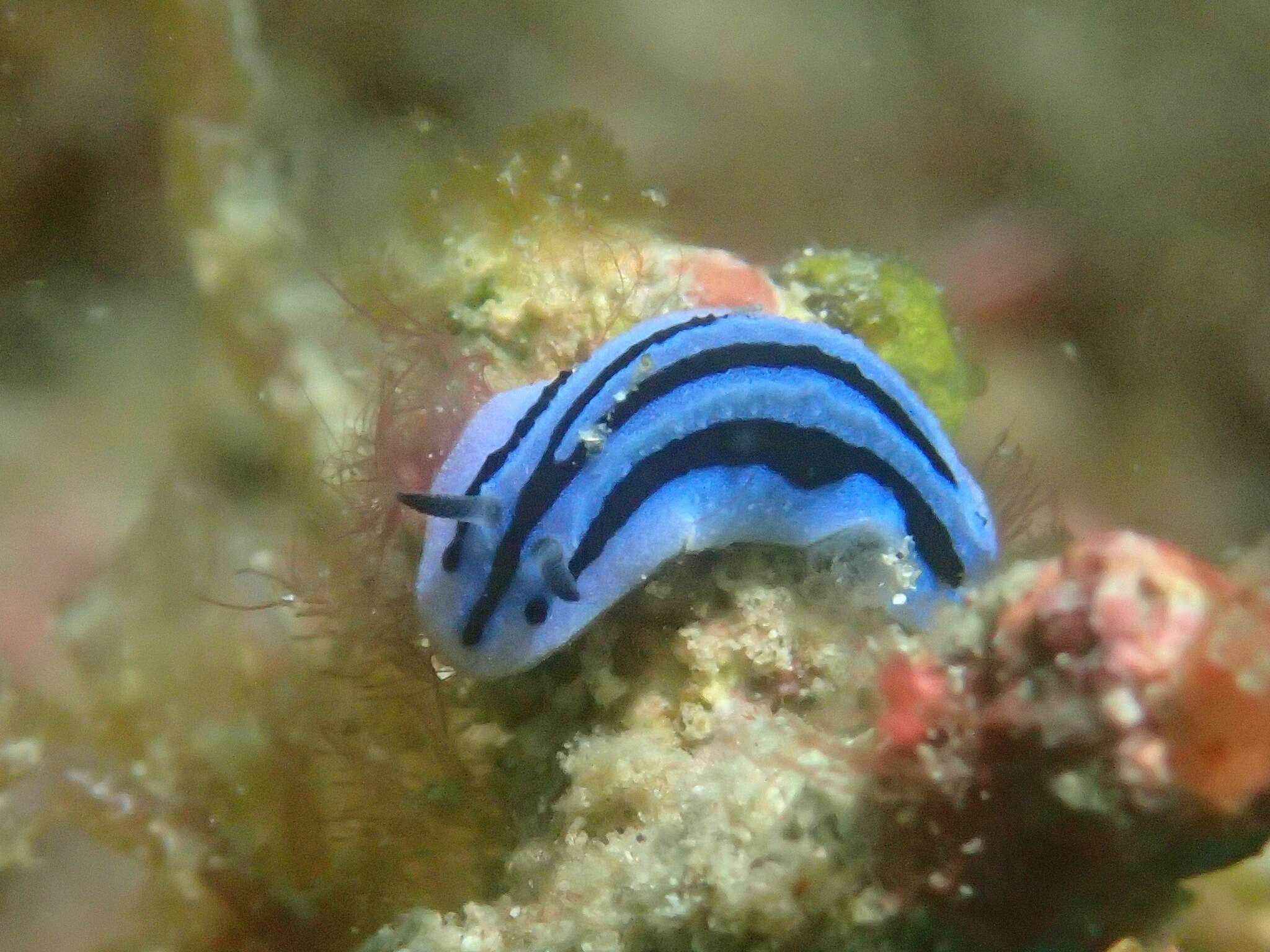 Image of Phyllidiopsis annae Brunckhorst 1993