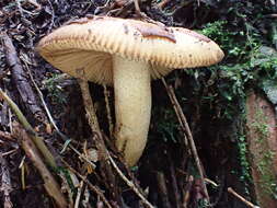 Image of Russula senecis S. Imai 1938