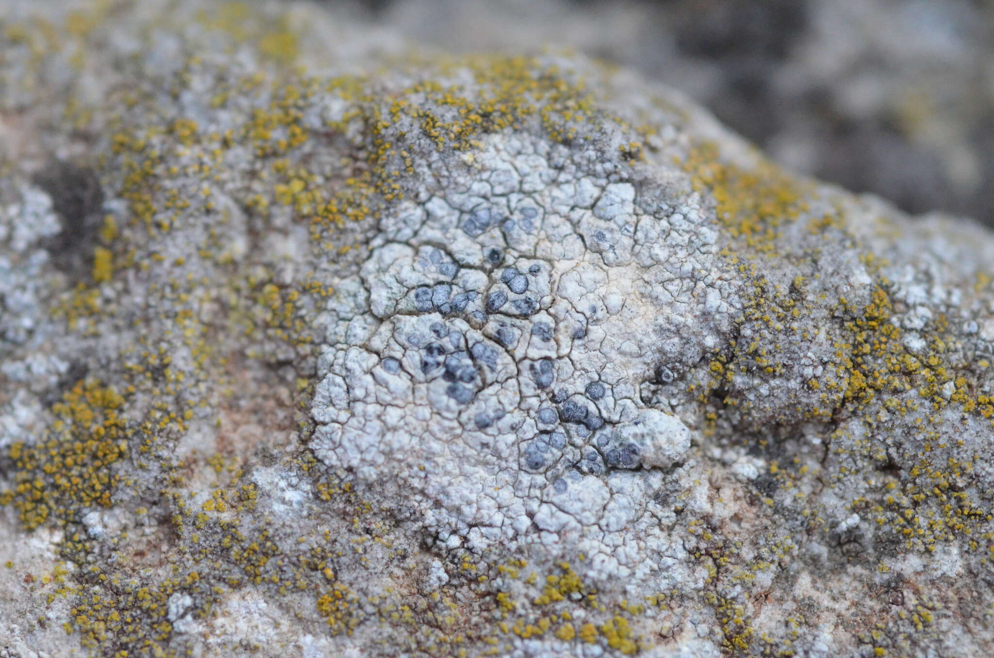 Image of diplotomma lichen