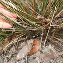 Image of Lomandra elongata (Benth.) Ewart