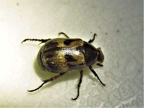 Image of Shining Leaf Chafer