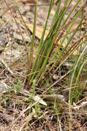 Image of Lomandra micrantha (Endl.) Ewart