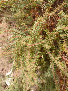 Image of alkali seepweed