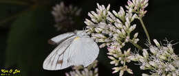 Image of Pieris melete Ménétriès 1857