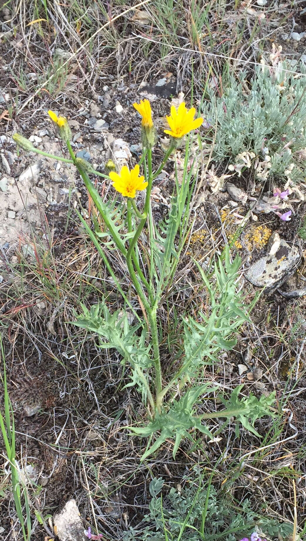 Image of Modoc hawksbeard